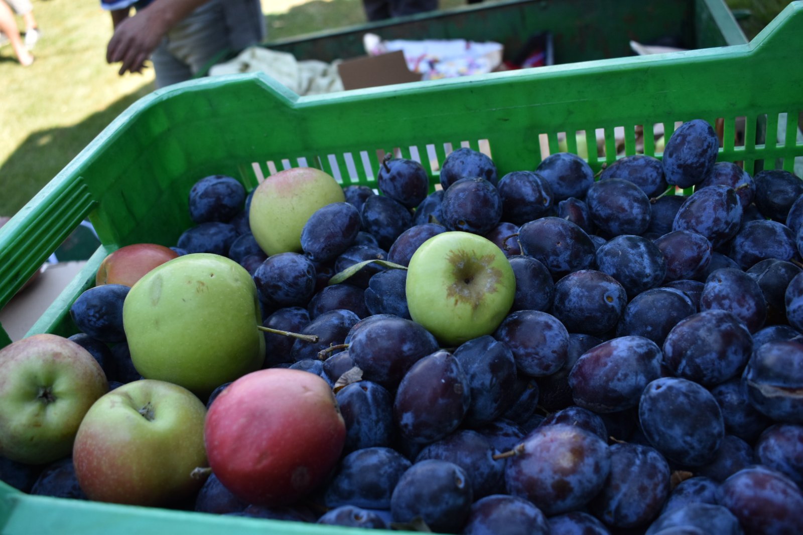 dani vina i jabuka 2025 (20)