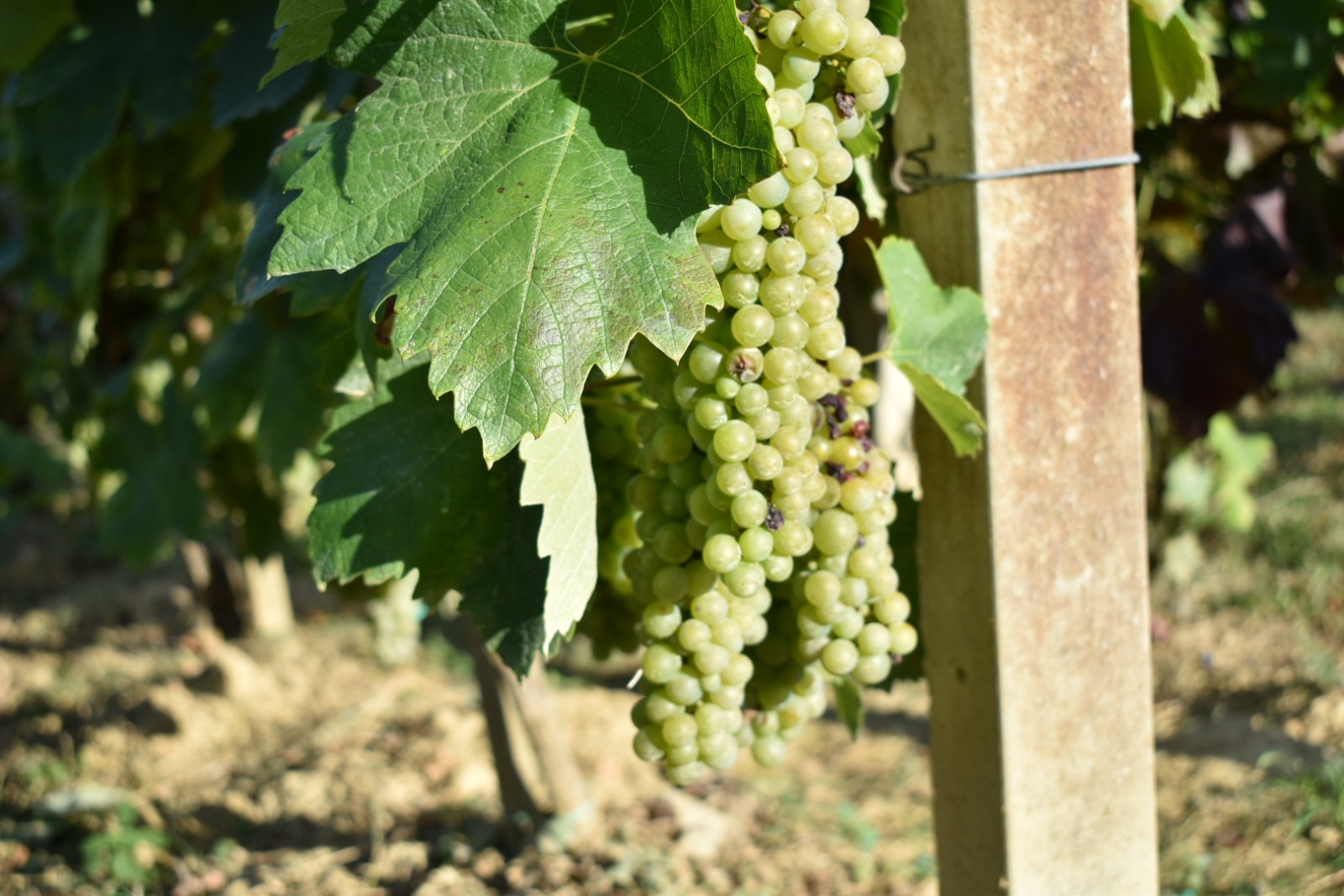 dani vina i jabuka 2025 (4)