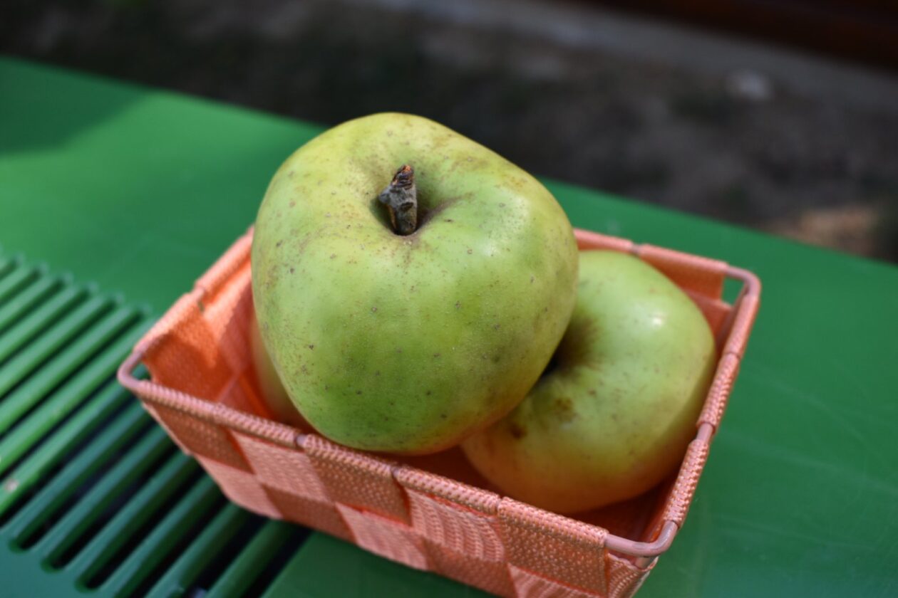 dani vina i jabuka 2025 (5)