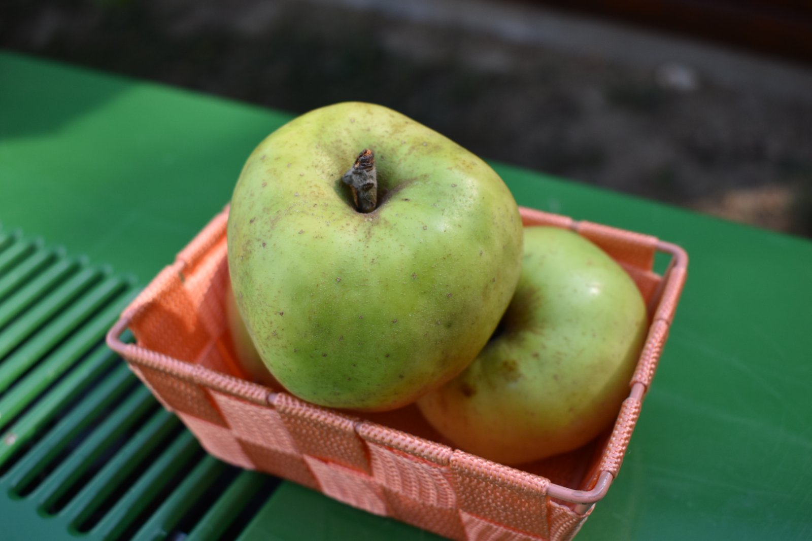 dani vina i jabuka 2025 (5)