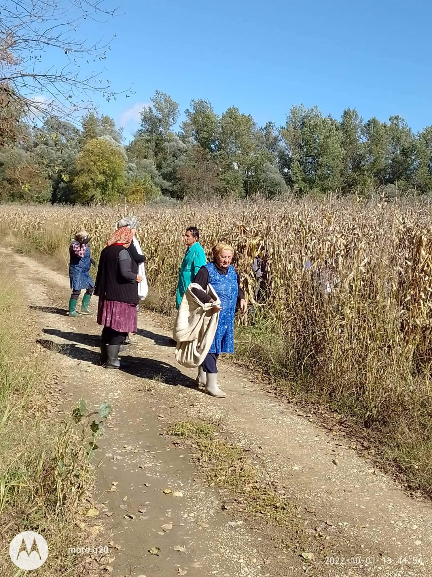 Branje kukuruza u Domašincu