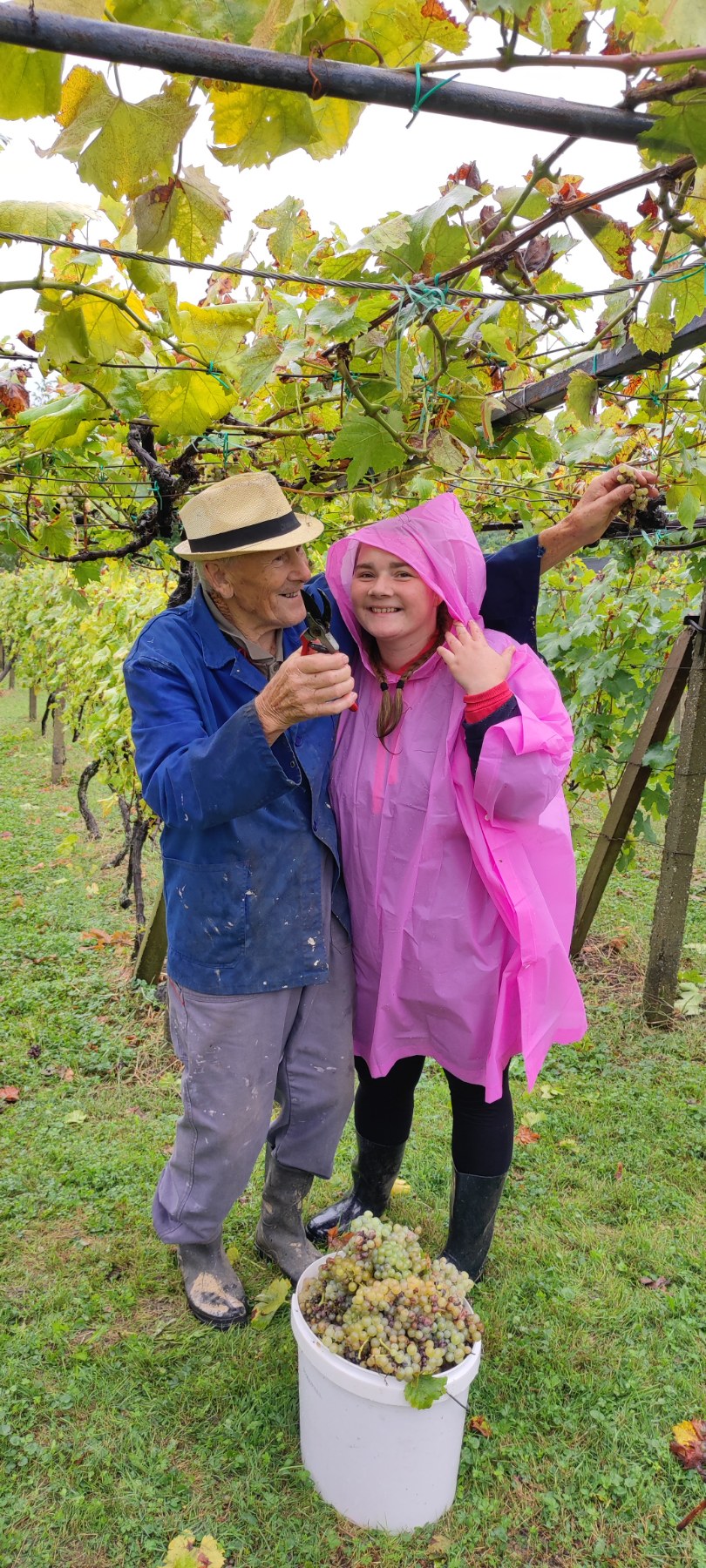 Berba kod obitelji Tomašić