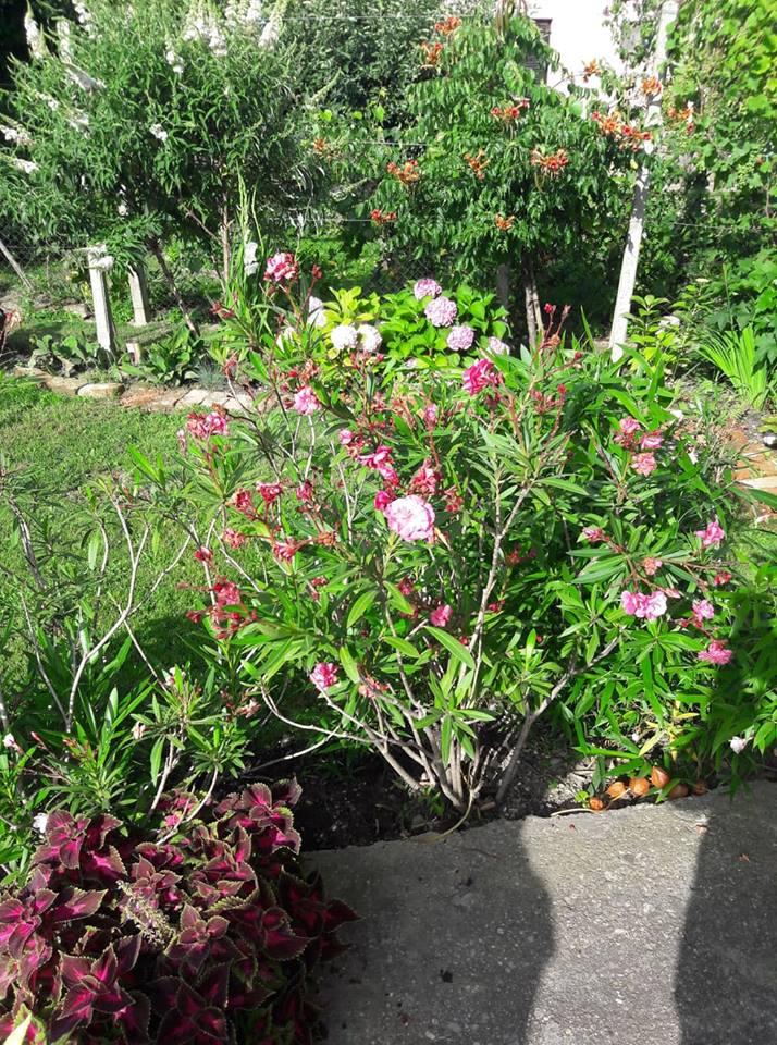 Dvorište obitelji Cenko