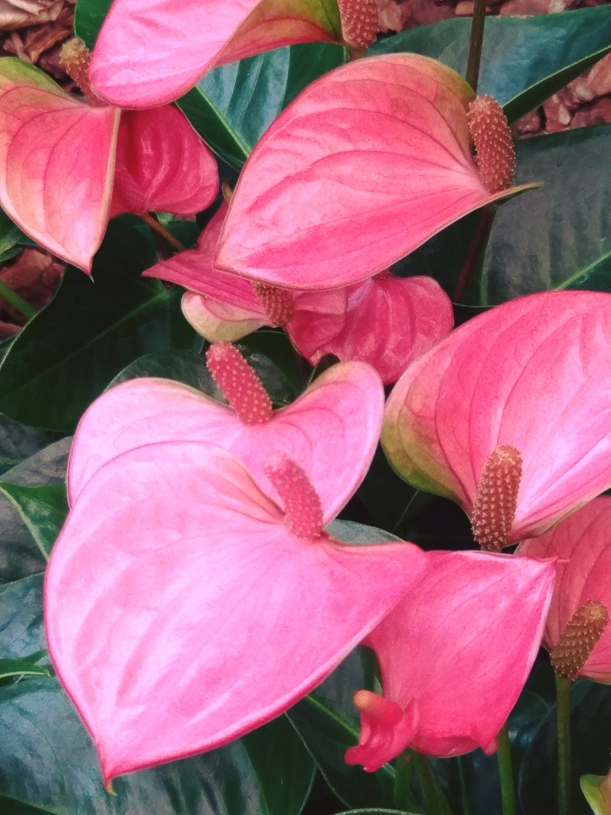 Image 5818397 (auto)