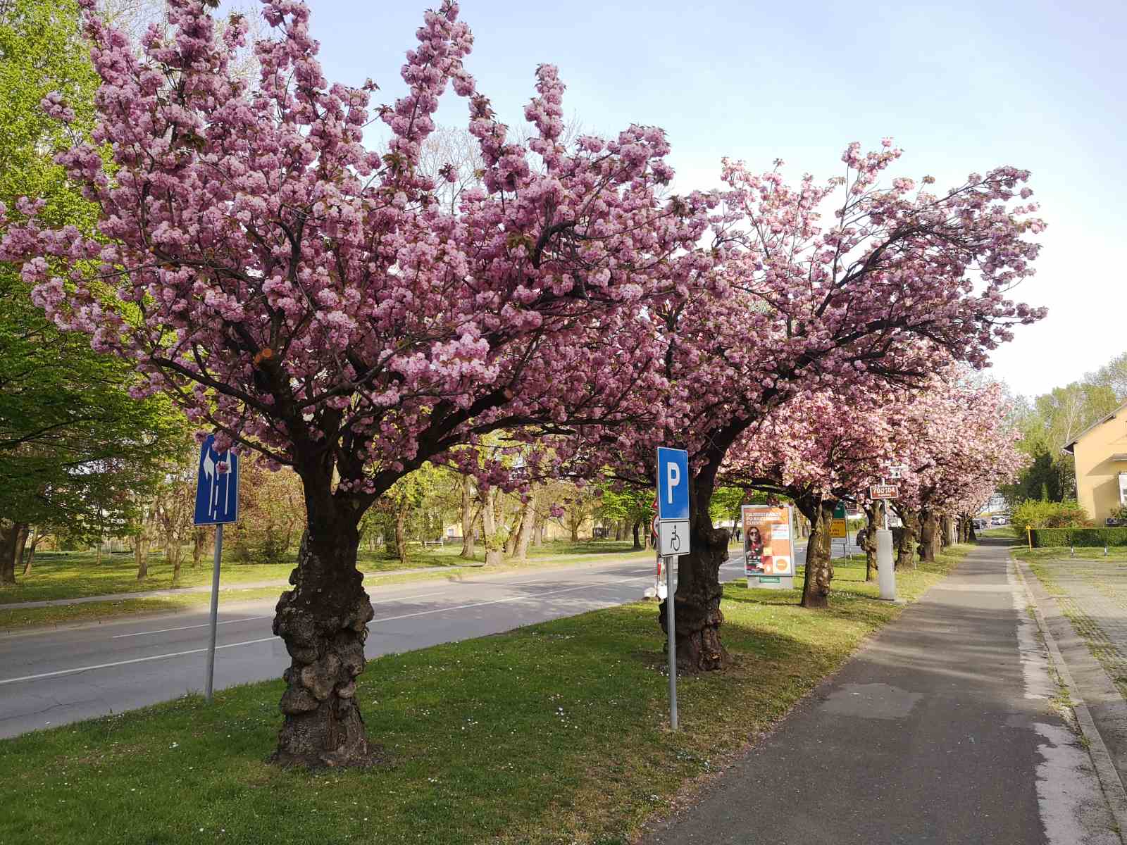 Procvale japanske trešnje mame poglede građana u Čakovcu