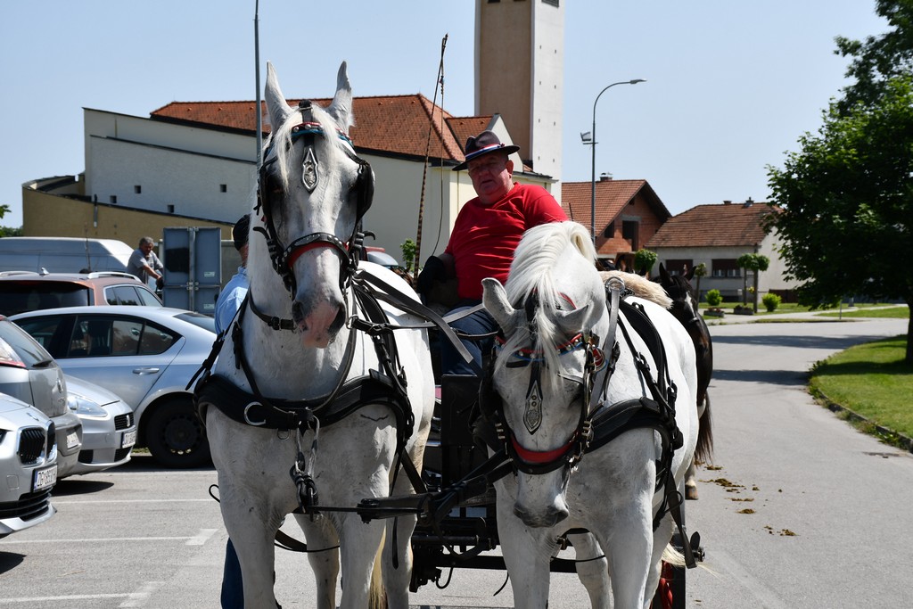 VIDEO I FOTO Međunarodno konjičko druženje okupilo brojne uzgajivače konja iz SZ Hrvatske te Slovenije i Austrije