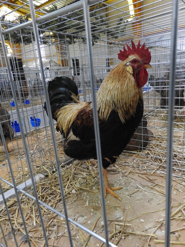 Izložba malih životinja, Mesap,