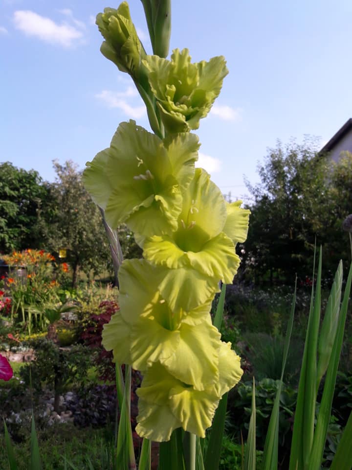 Dvorište obitelji Cenko