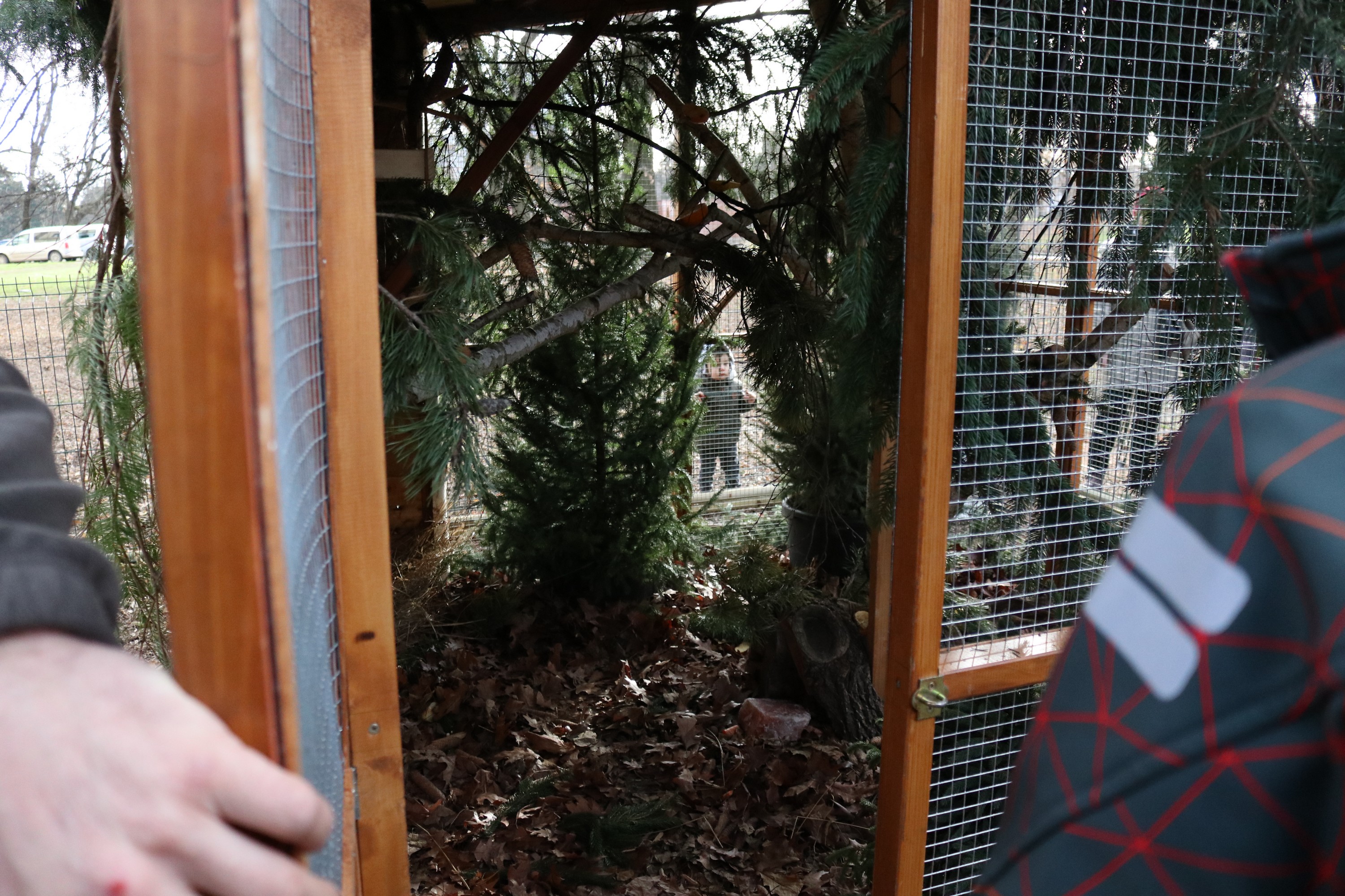 Crvene vjeverice stigle u Čakovec