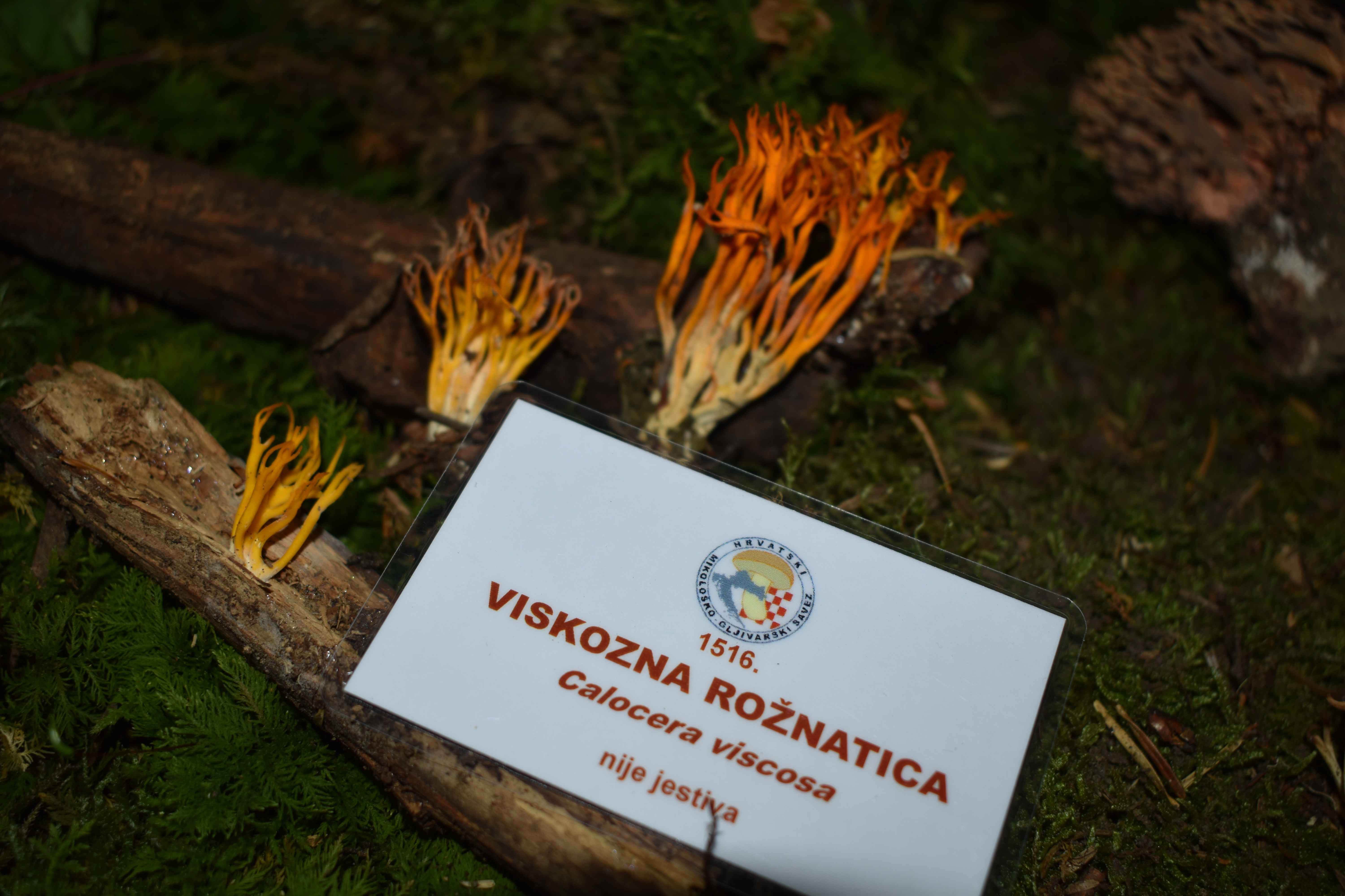 FOTO Ovog vikenda razgledajte zanimljivu i edukativnu izložbu gljiva u Čakovcu