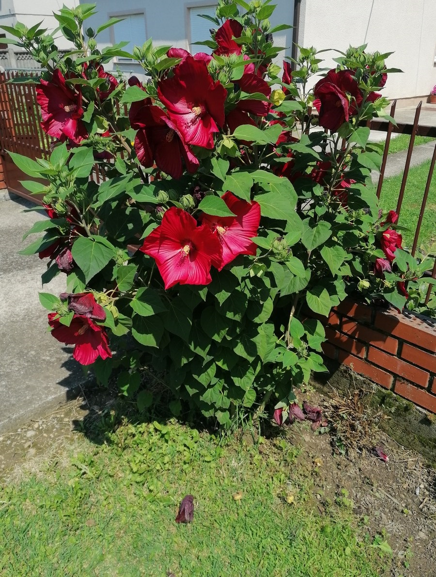 UKRAS MEĐIMURJA Čiji vrt je najljepši? Dodijeljena priznanja, evo tko je bio najkreativniji