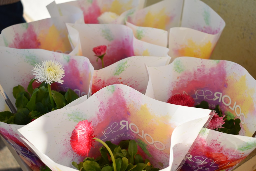 DAN ŽENA Članice Udruge žene Savske Vesi tratinčicama darivale svoje sumještanke