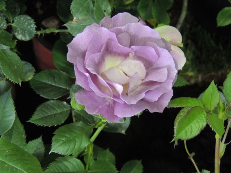 11d9d48bc4fabf2320d1623d448f2e7