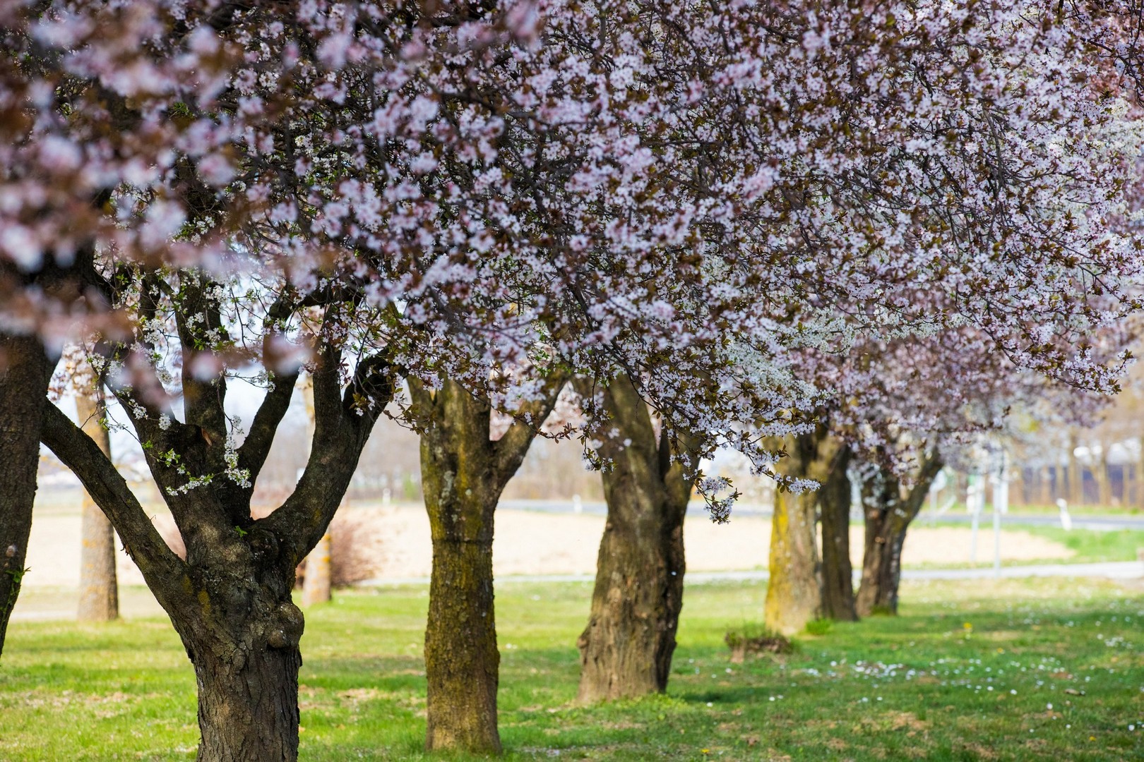 Proljetna cvjetna rapsodija u Međimurju iz objektiva Miroslave Novak Hranjec