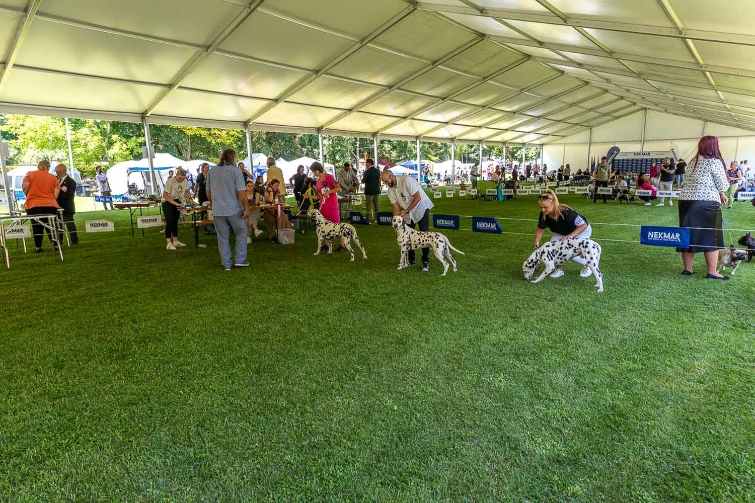 dog show 2024 varaždin,izložba pasa (1)