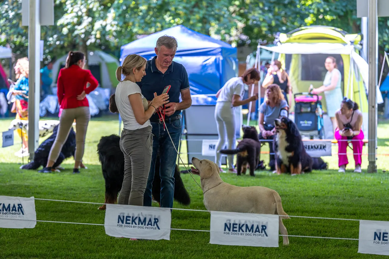 dog show 2024 varaždin,izložba pasa (10)