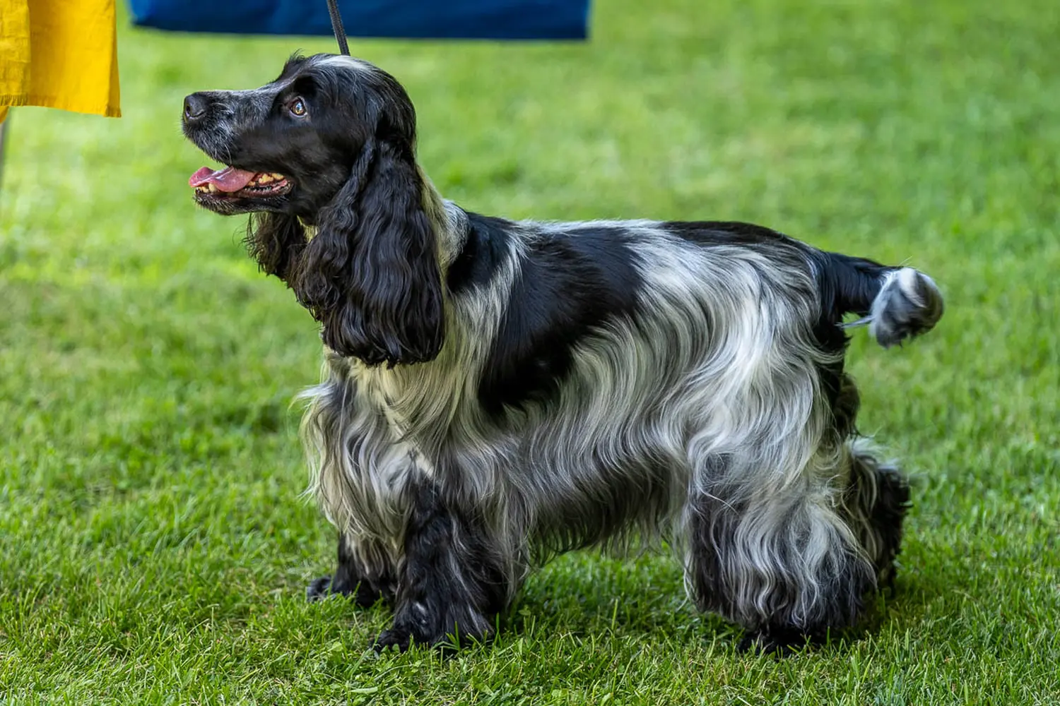 dog show 2024 varaždin,izložba pasa (11)