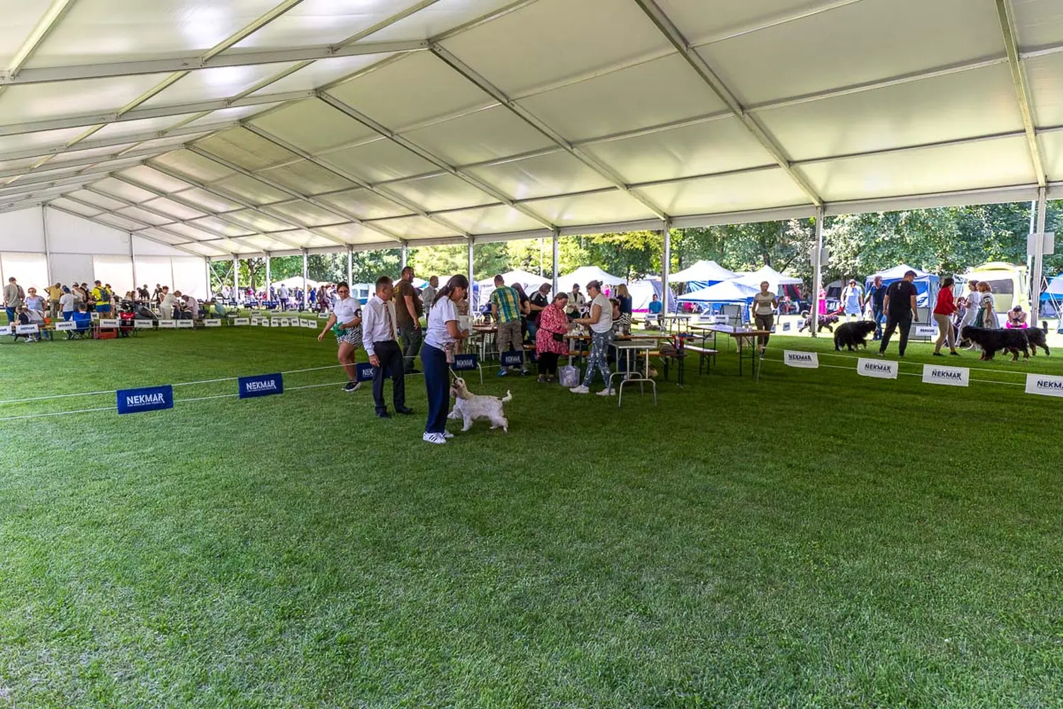 dog show 2024 varaždin,izložba pasa (12)