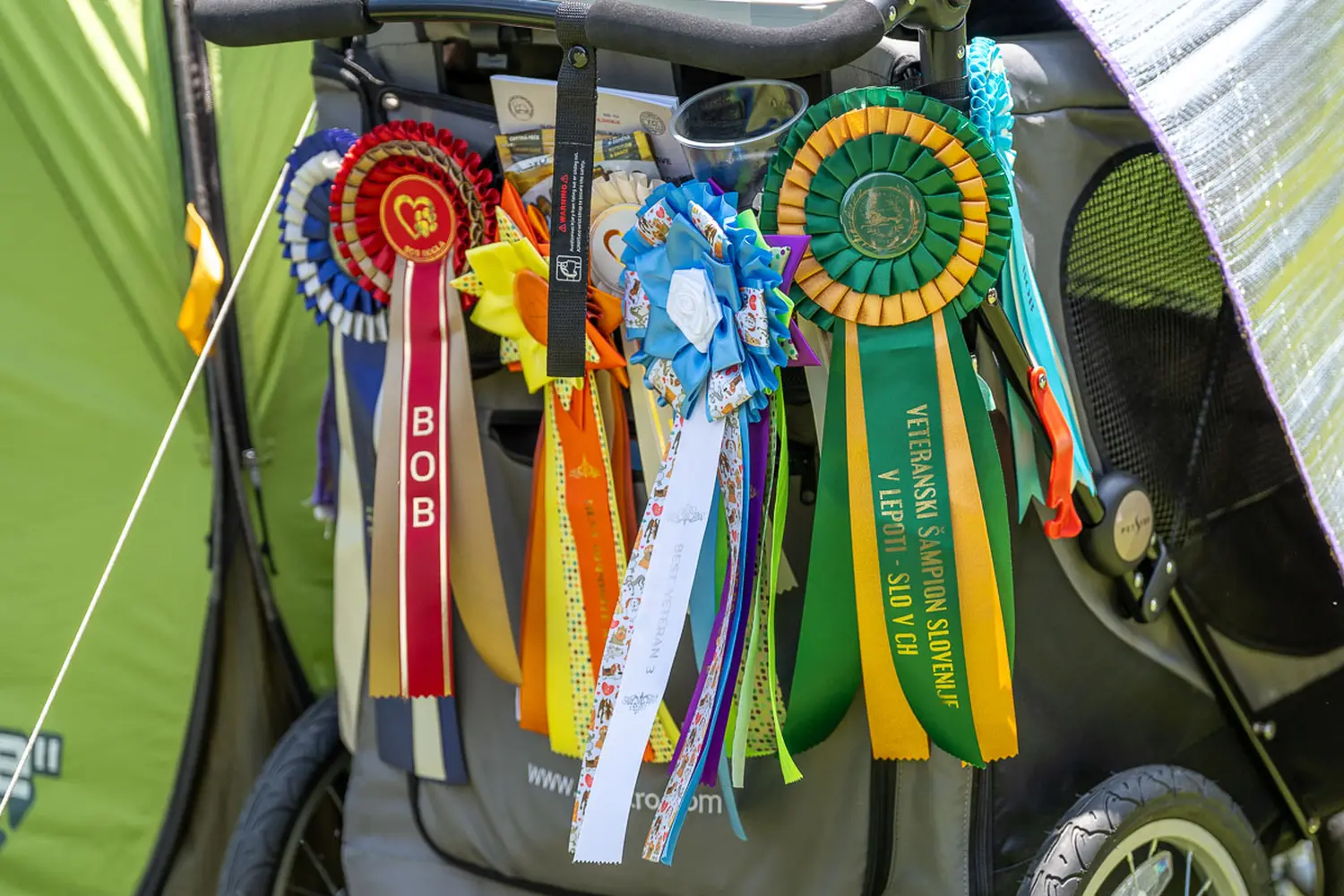 dog show 2024 varaždin,izložba pasa (15)