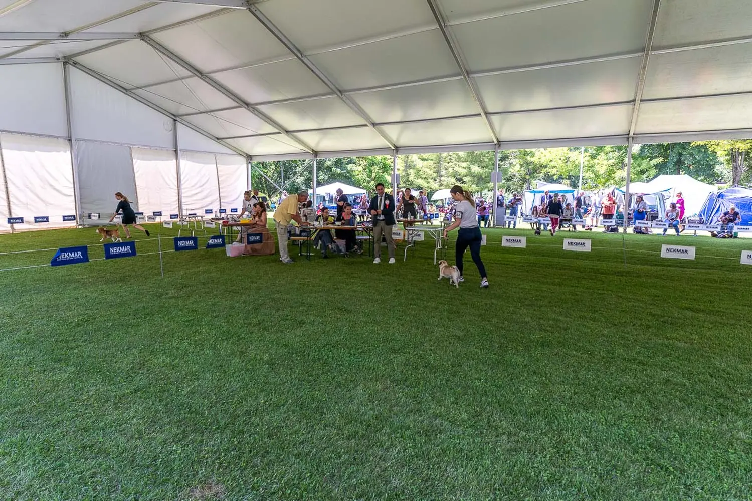 dog show 2024 varaždin,izložba pasa (17)