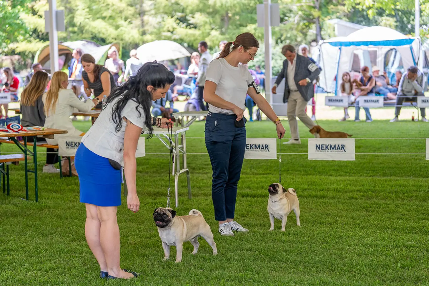 dog show 2024 varaždin,izložba pasa (18)