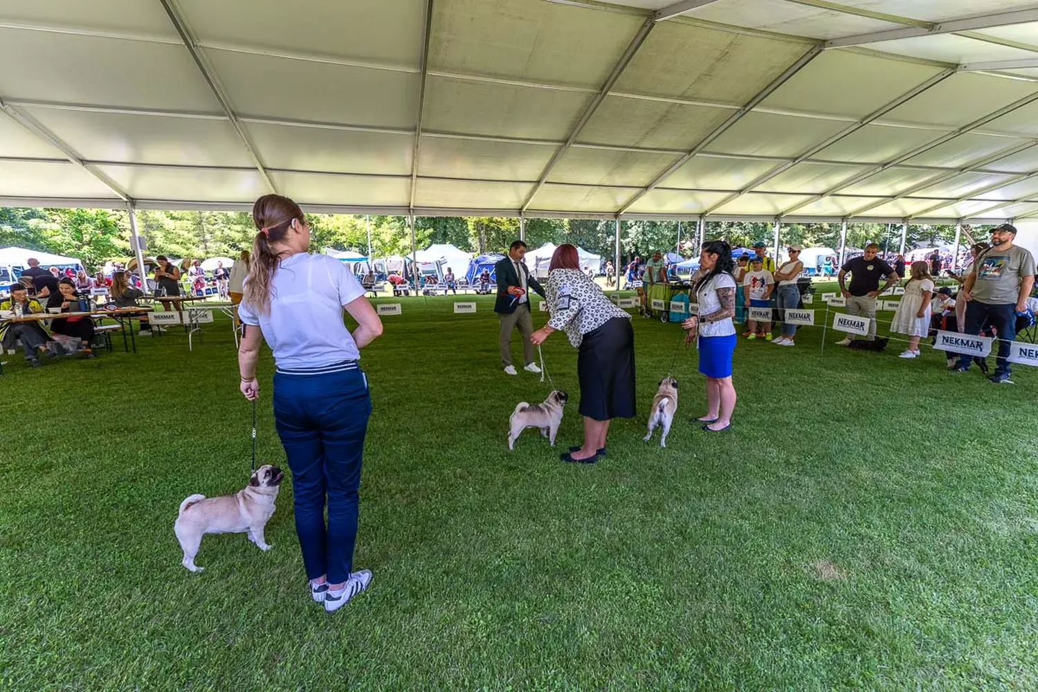 dog show 2024 varaždin,izložba pasa (20)