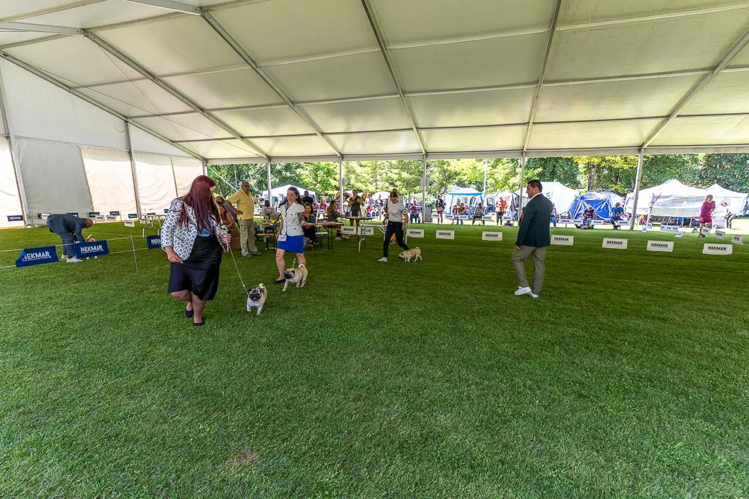 dog show 2024 varaždin,izložba pasa (21)