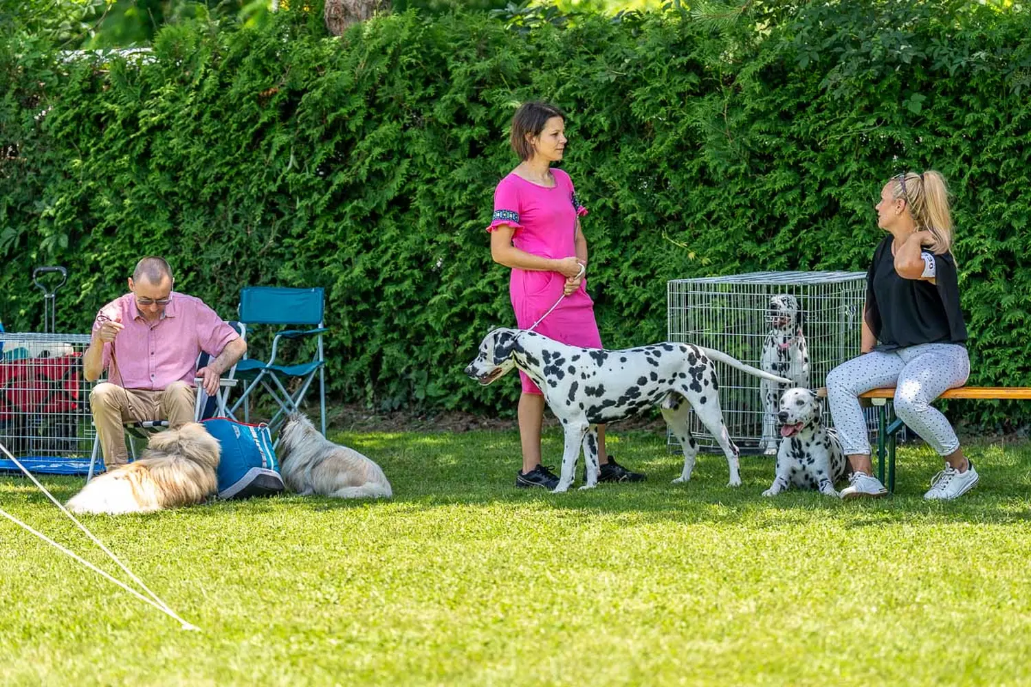 dog show 2024 varaždin,izložba pasa (25)