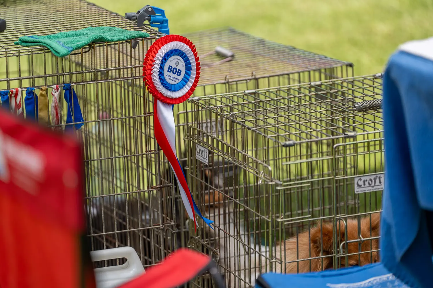dog show 2024 varaždin,izložba pasa (26)