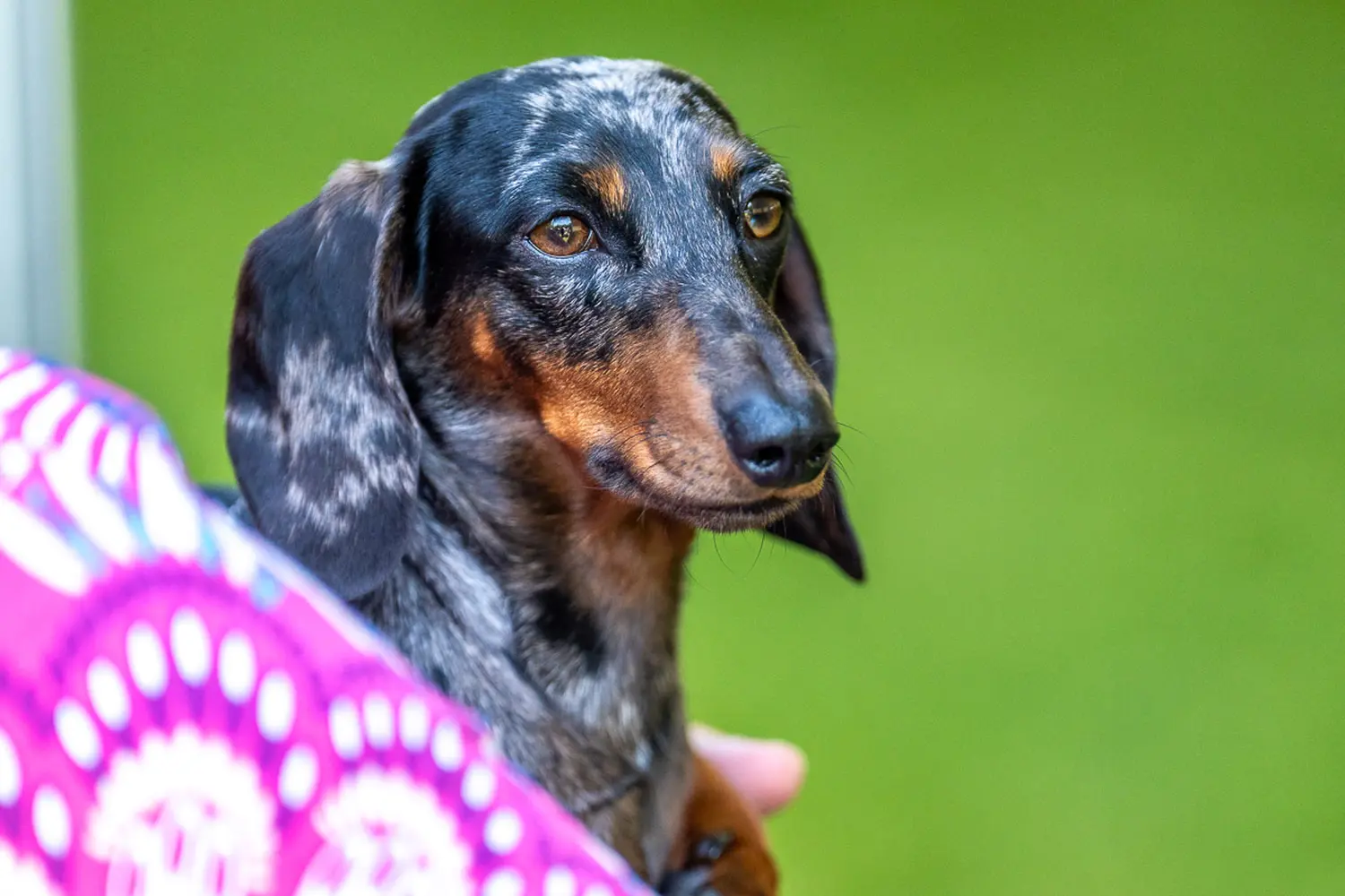 dog show 2024 varaždin,izložba pasa (28)