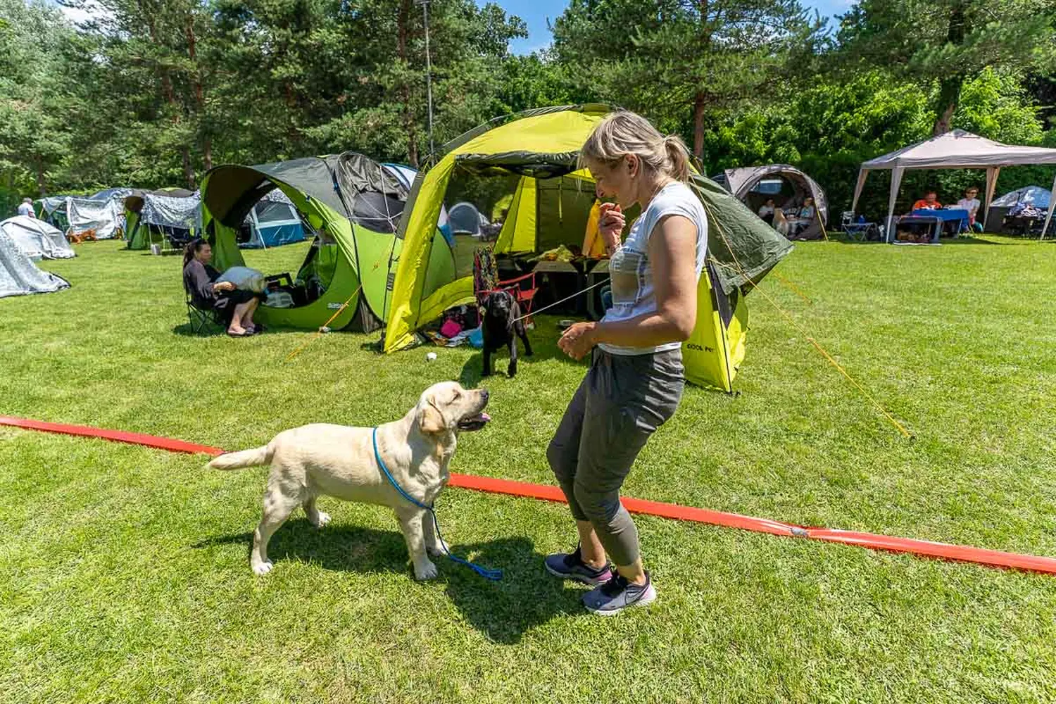 dog show 2024 varaždin,izložba pasa (33)