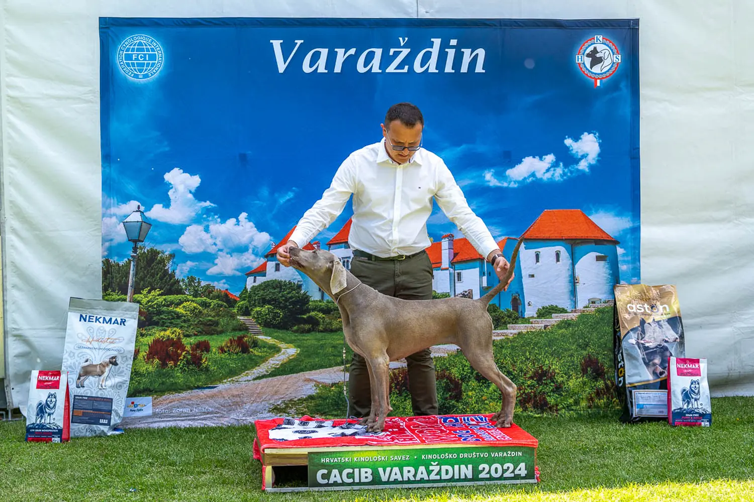 dog show 2024 varaždin,izložba pasa (4)