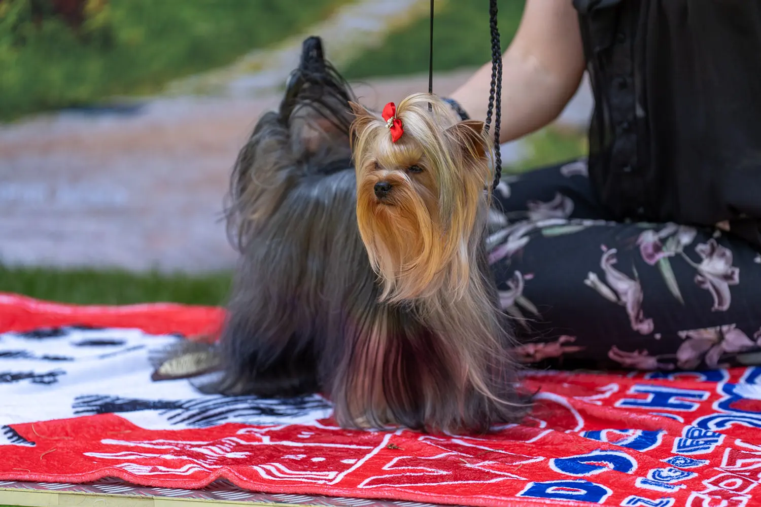 dog show 2024 varaždin,izložba pasa (9)