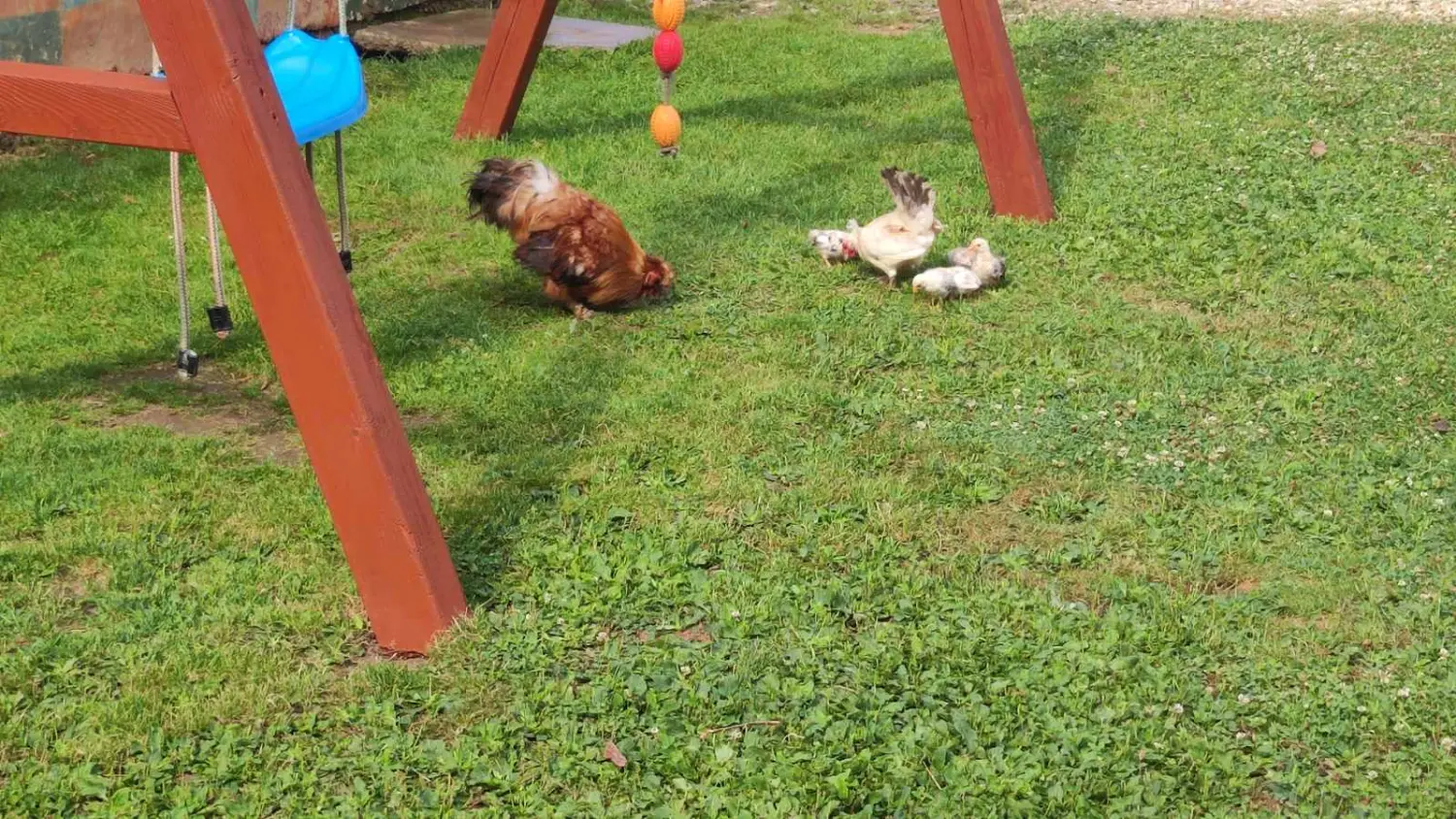 dorian zadravec (15) dorian zadravec (15)