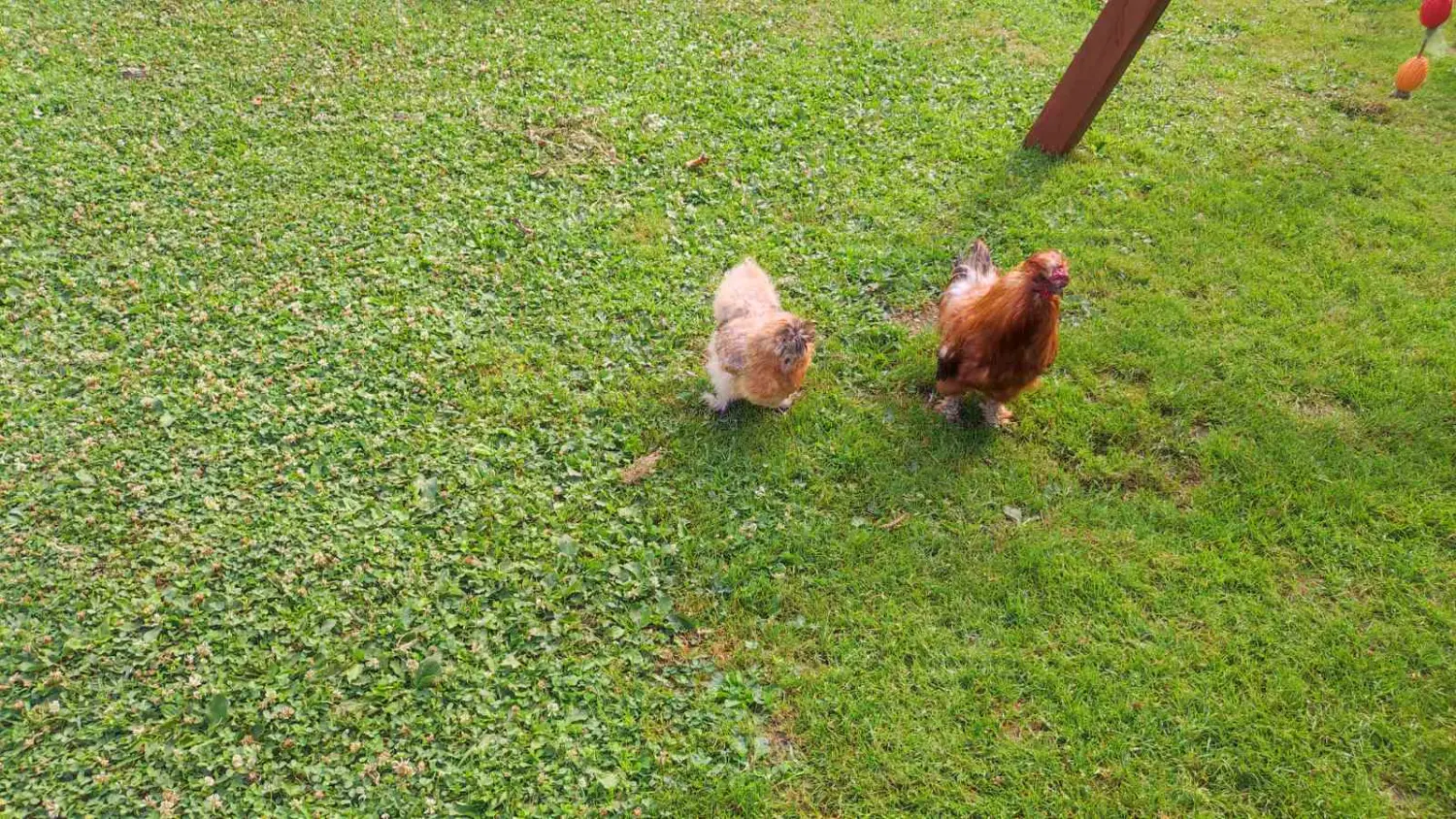 dorian zadravec (7) dorian zadravec (7)