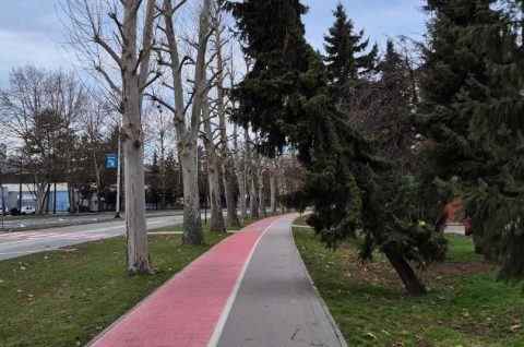 drvo Zrinsko-Frankopanska 22