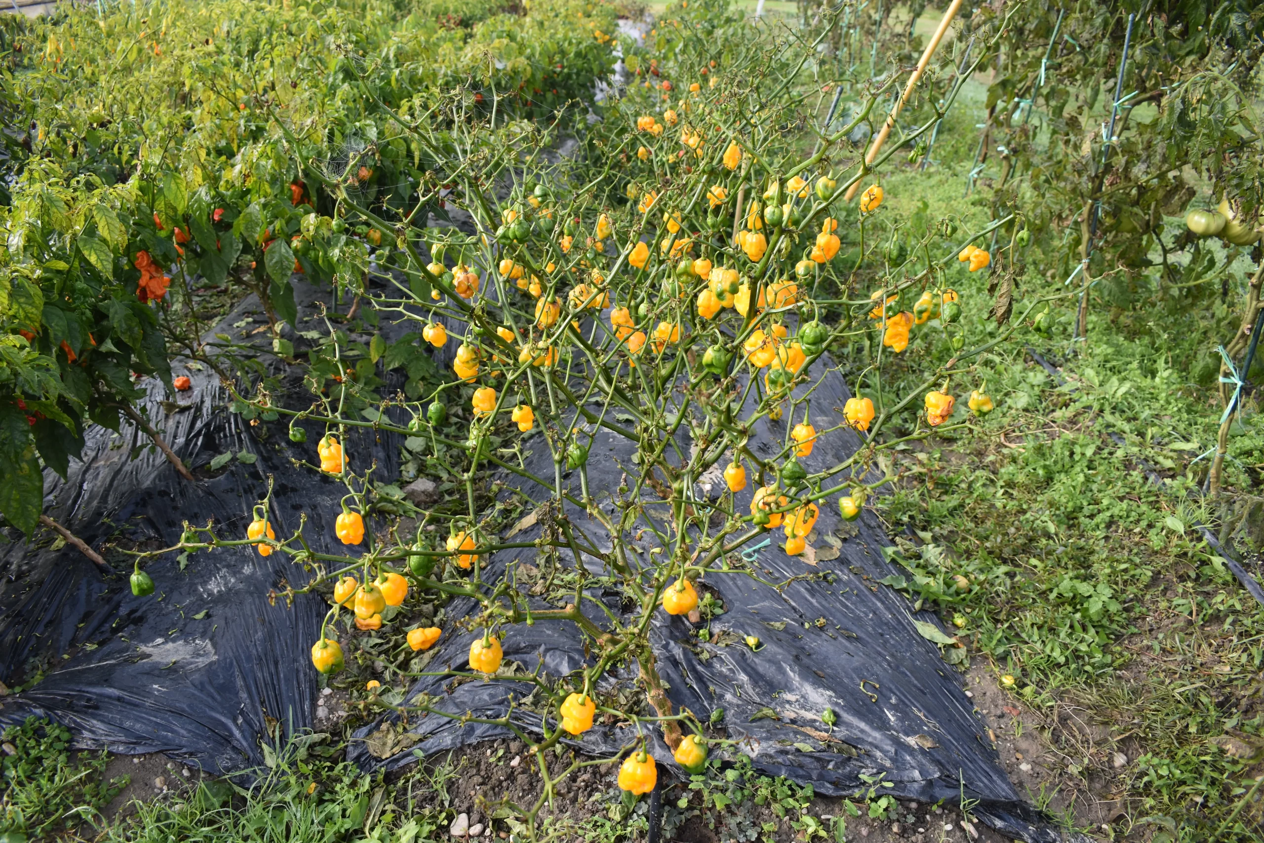 držanić,ljuto,tina držanić (3) držanić,ljuto,tina držanić (3)