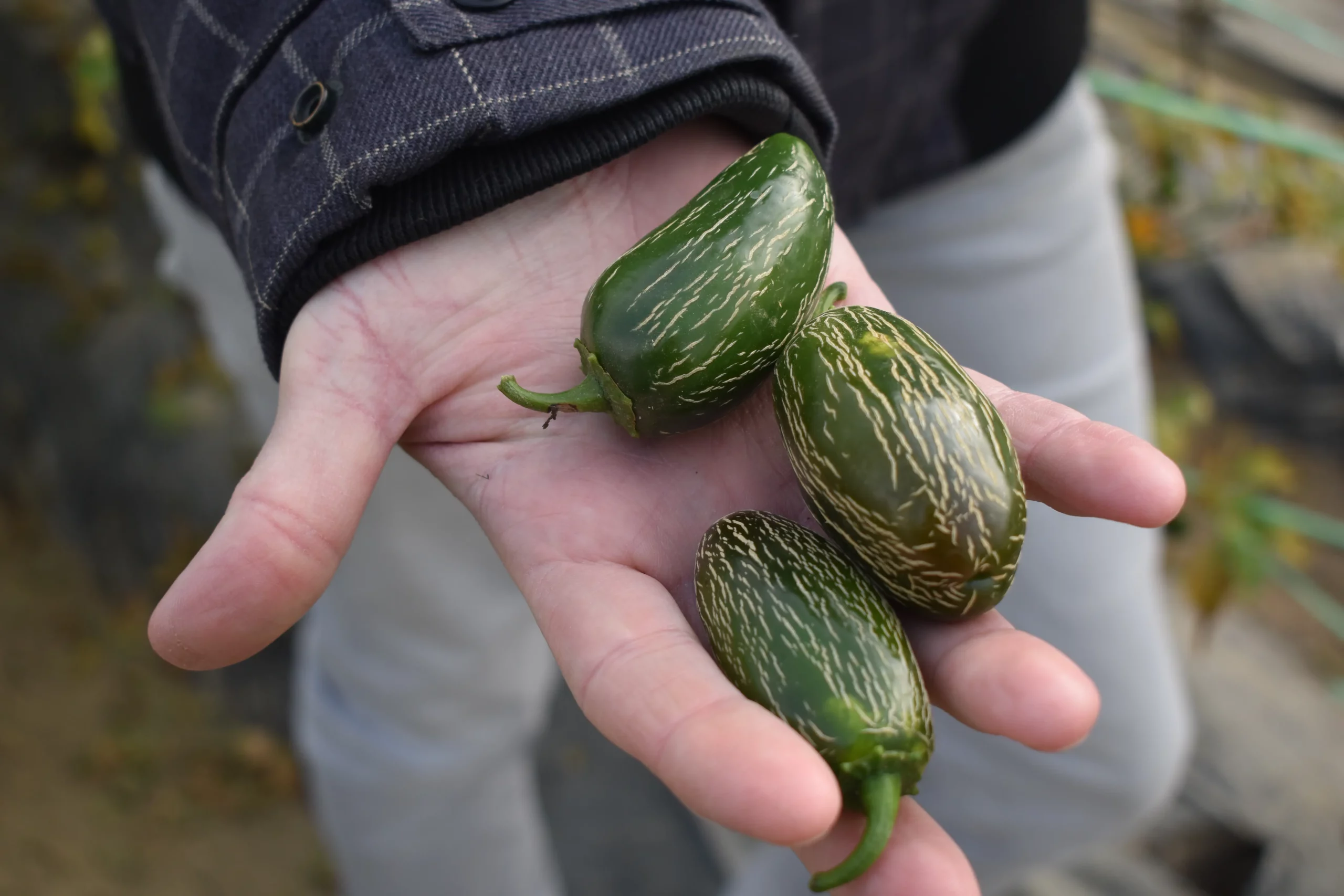 držanić,ljuto,tina držanić (4) držanić,ljuto,tina držanić (4)