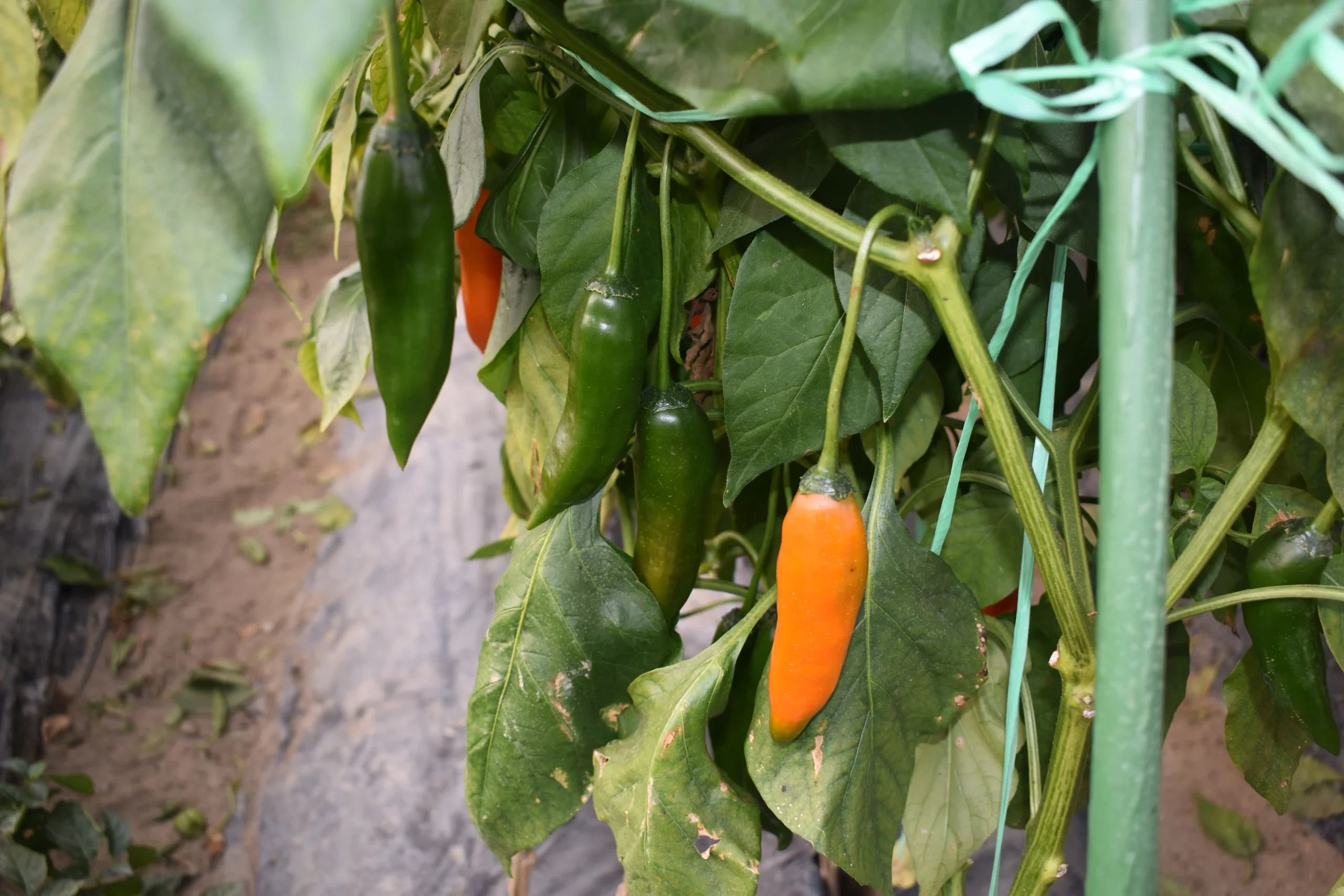 držanić,ljuto,tina držanić (6) držanić,ljuto,tina držanić (6)