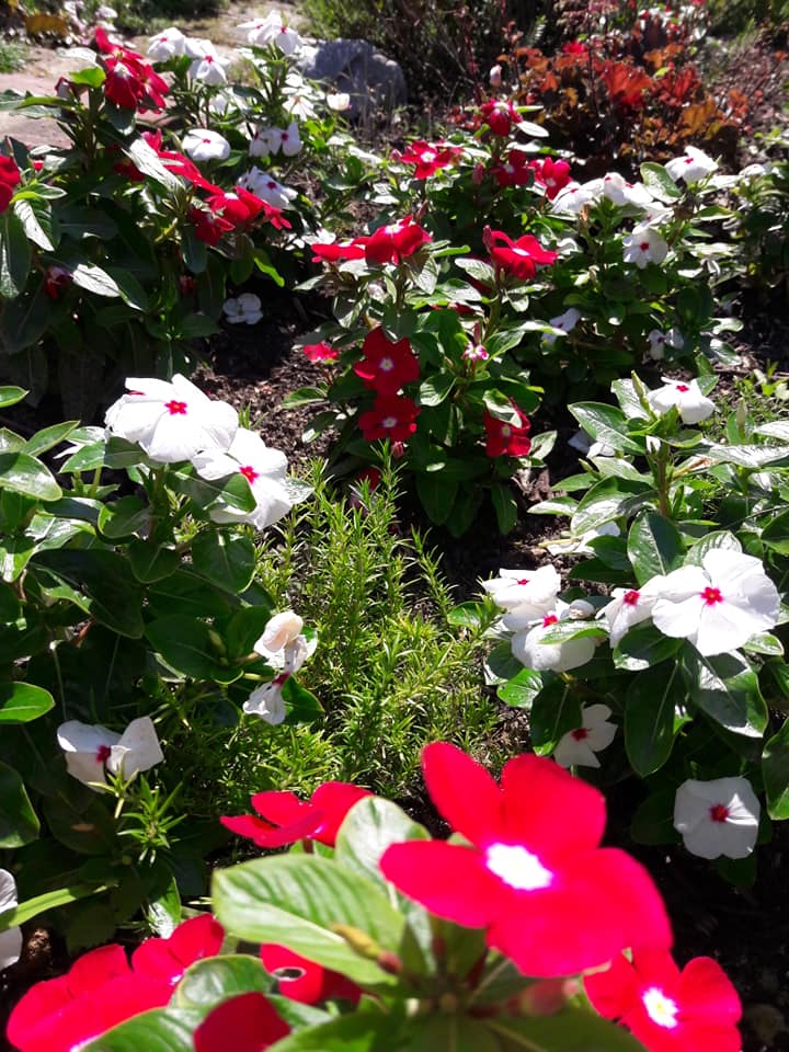 Dvorište obitelji Cenko