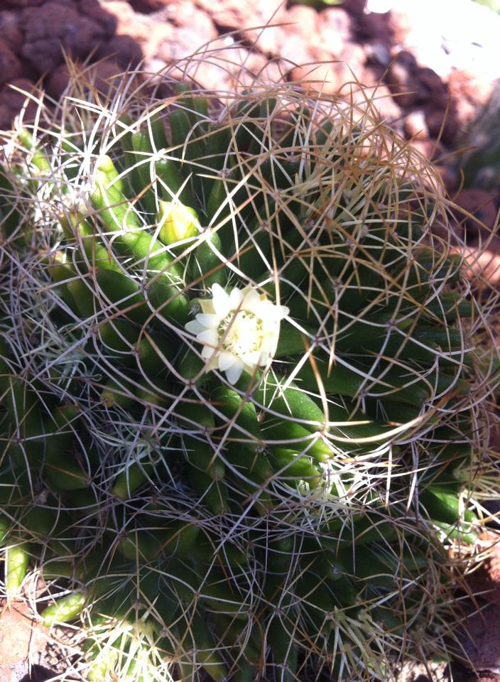 1140096786913350651106085552359