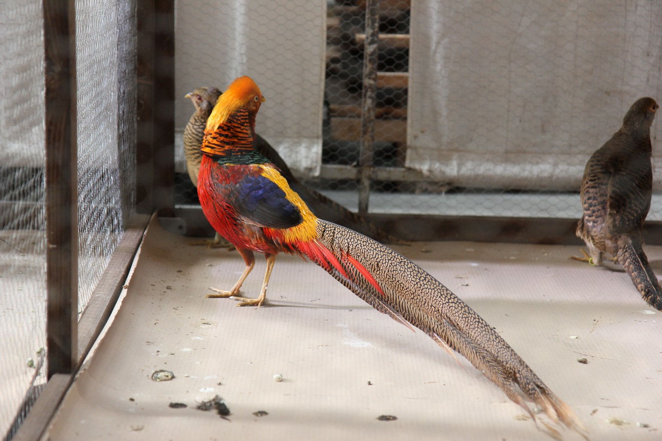 Otvorena izložba malih životinja u Nedelišću