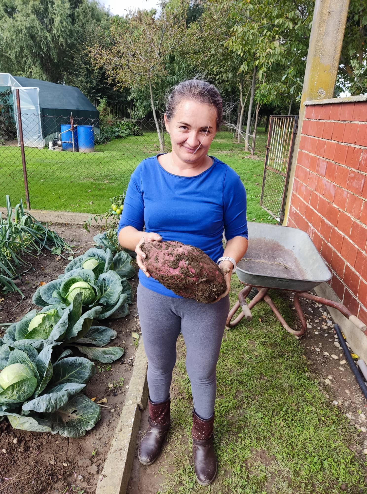 Iskopan batat težak 3,6 kilograma