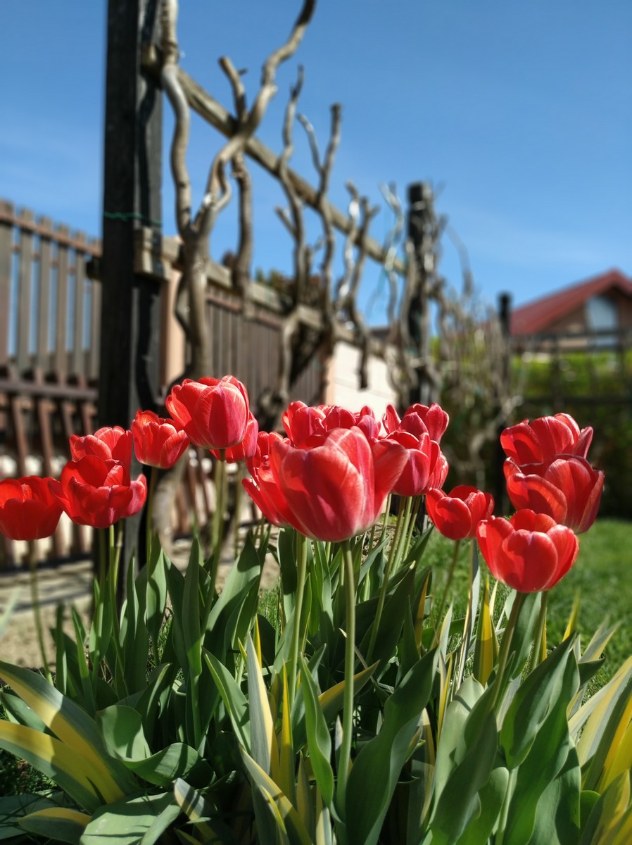 Dvorište Maje Mlakar