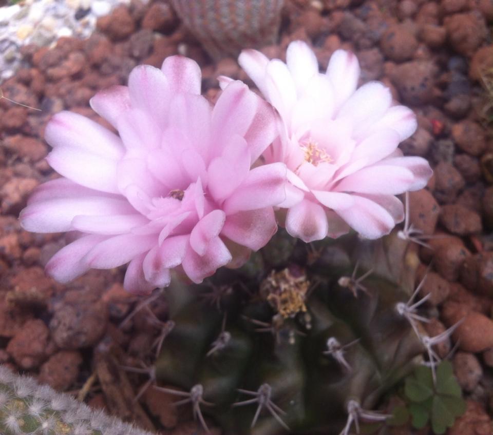 1100986986913297984444661031853