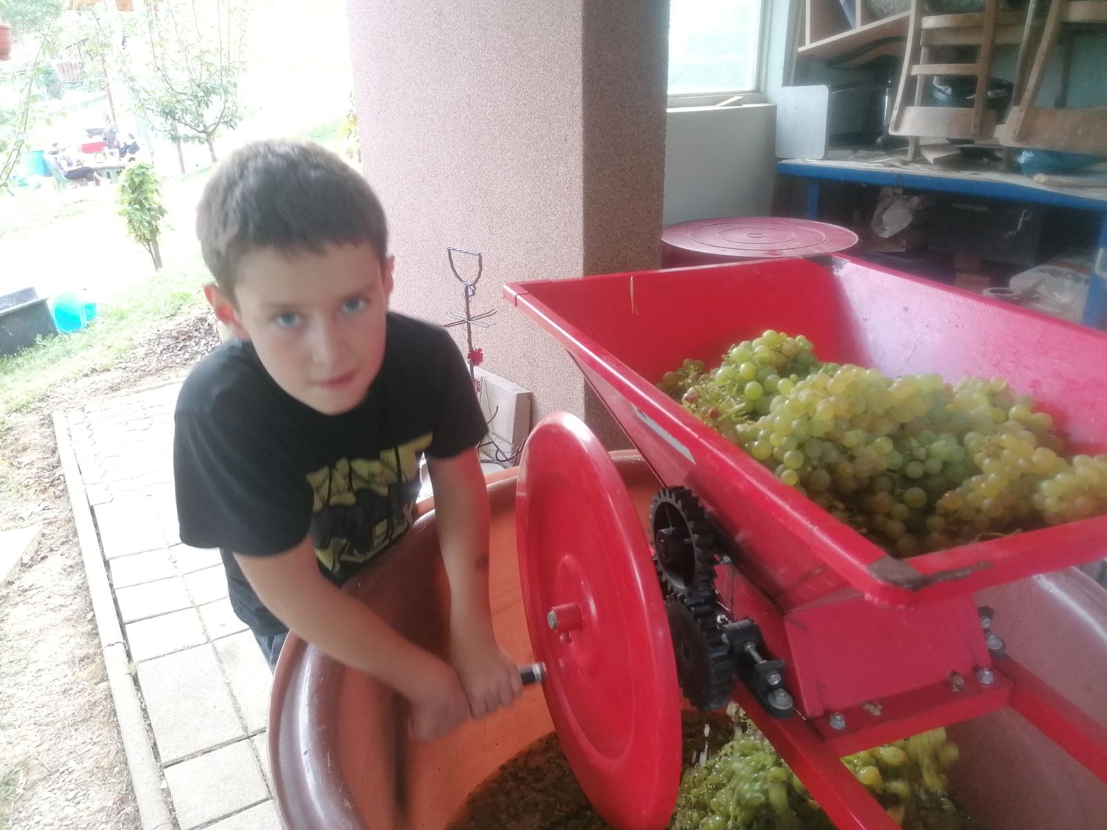 FOTO Berba na Balog bregu: Uz veselo društvo, sve se lako ‘pobere’!