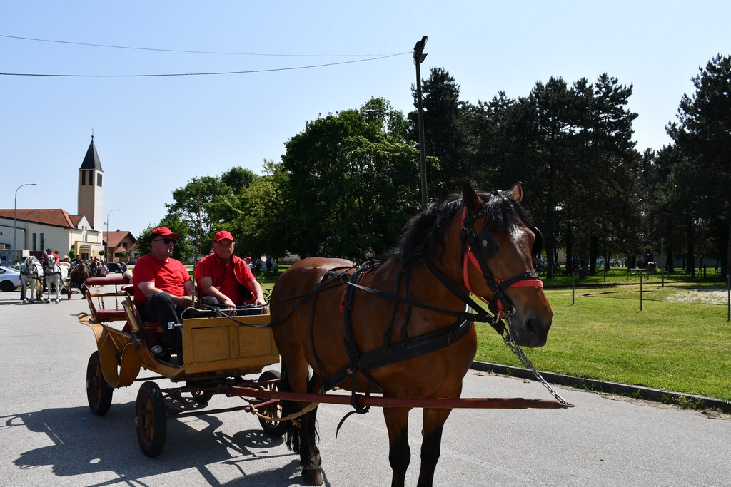 VIDEO I FOTO Međunarodno konjičko druženje okupilo brojne uzgajivače konja iz SZ Hrvatske te Slovenije i Austrije