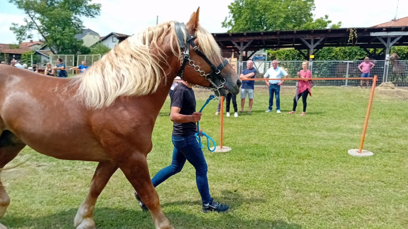 PREKRASNI SU Izložba međimurskog konja u Nedelišću
