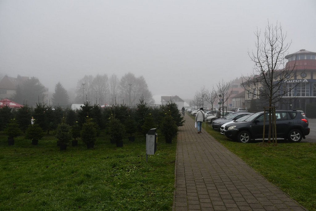 Ponuda božićnih drvaca