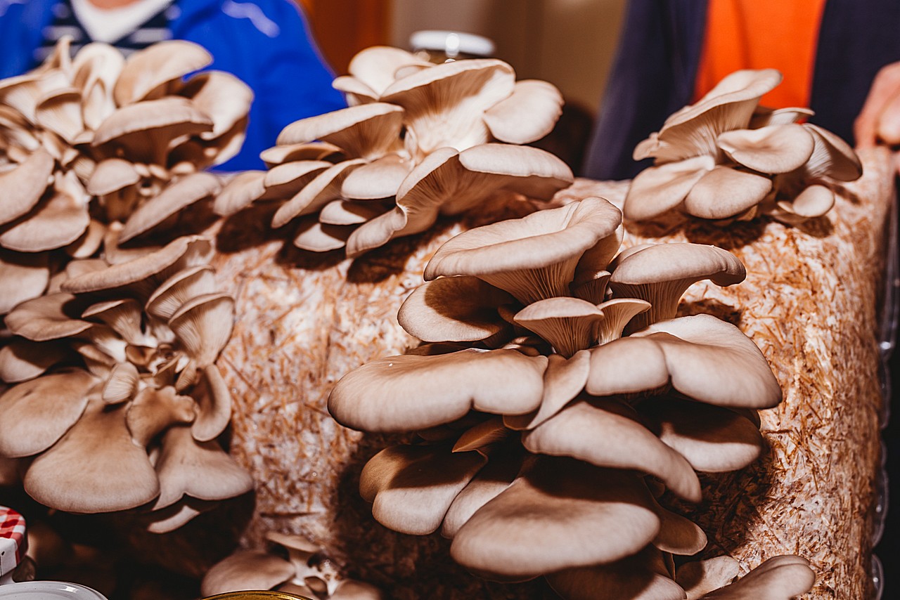 Prvi Regionalni plac na Mesapu u Nedelišću oduševio brojne posjetitelje